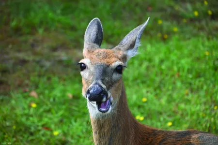 Deer with attitude